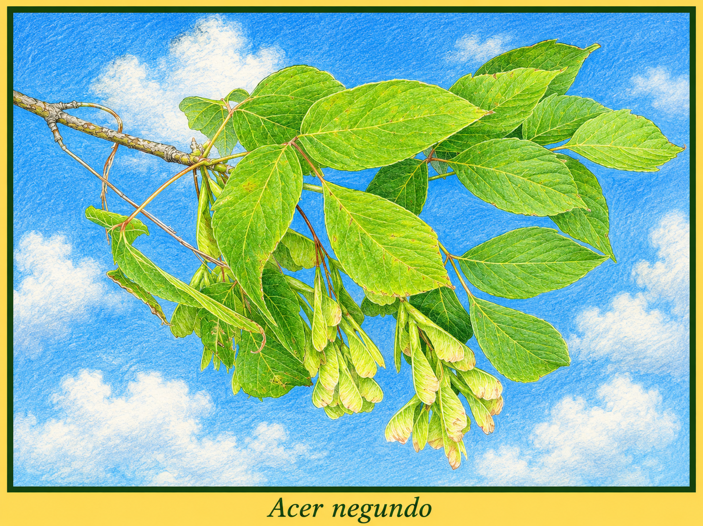 negundo picture.png